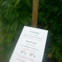 En Suisse, les cultivateurs ne peuvent faire pousser que les variétés qui contiennent moins de 1 % de THC et qui sont autorisées par le gouvernement (© Centvues).