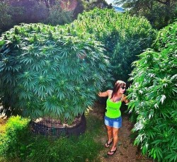 The-feminisation-of-the-world-of-cannabis-3-Sensi-Seeds-blog-250x229.jpg