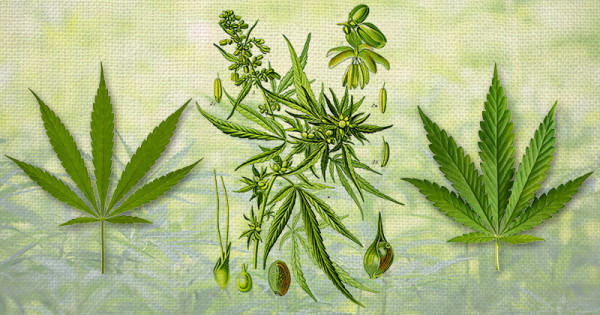 Naming-cannabis-Sensi-Seeds-blog-600x315