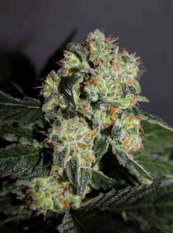 01_maple_leaf_indica_deaer-250x336.jpg