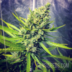 © sensiseeds.com - Sensi Seeds Blog