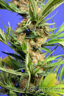 © Max Harrison, sensiseeds.com - Sensi Seeds Blog