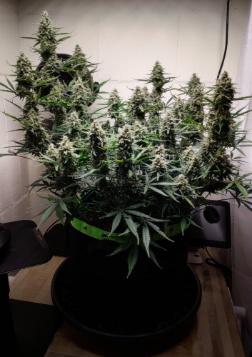 Leer la reseña de esta foto