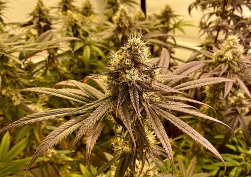 Geef beoordeling weer met deze foto