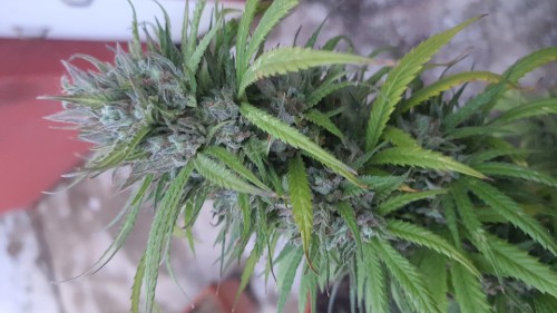 Show review with this photo