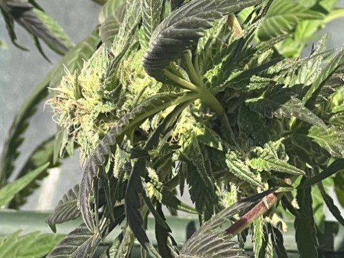 Geef beoordeling weer met deze foto