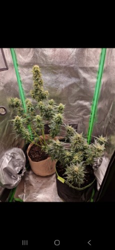 Pokaż opinię z tym zdjęciem