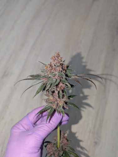 Leer la reseña de esta foto
