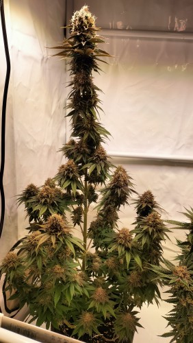 Leer la reseña de esta foto