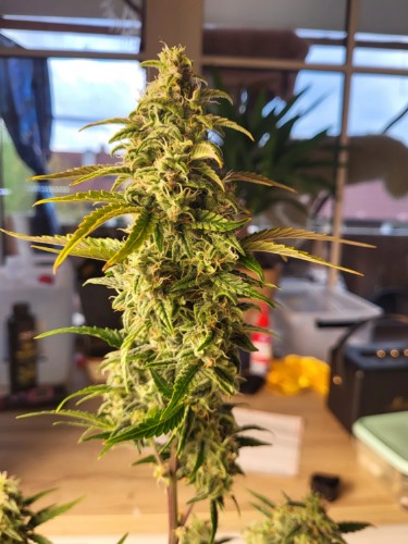 Leer la reseña de esta foto