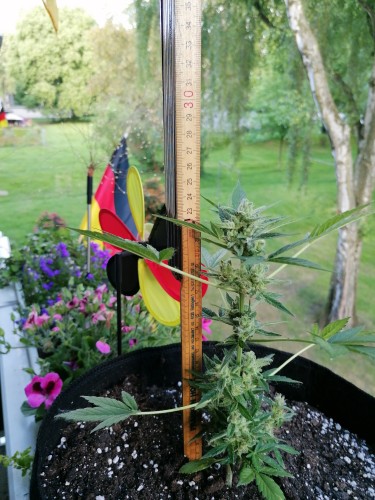 Geef beoordeling weer met deze foto
