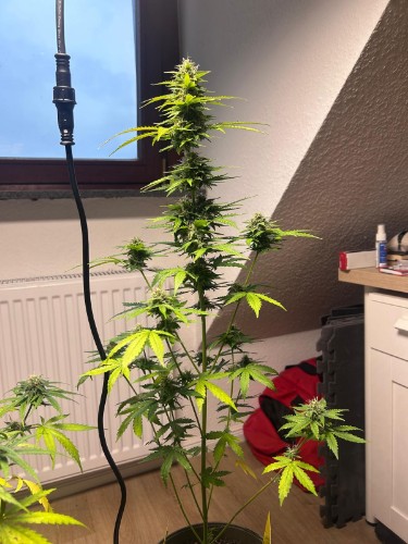 Geef beoordeling weer met deze foto