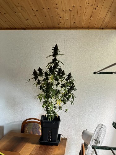 Bewertung mit diesem Foto anzeigen