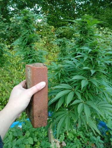 Geef beoordeling weer met deze foto