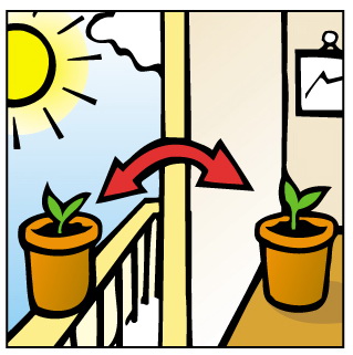 Vous pouvez laisser vos plantules sur le bord d’une fenêtre ensoleillée jusqu’à ce qu’elles soient prêtes à pousser à l’extérieur.