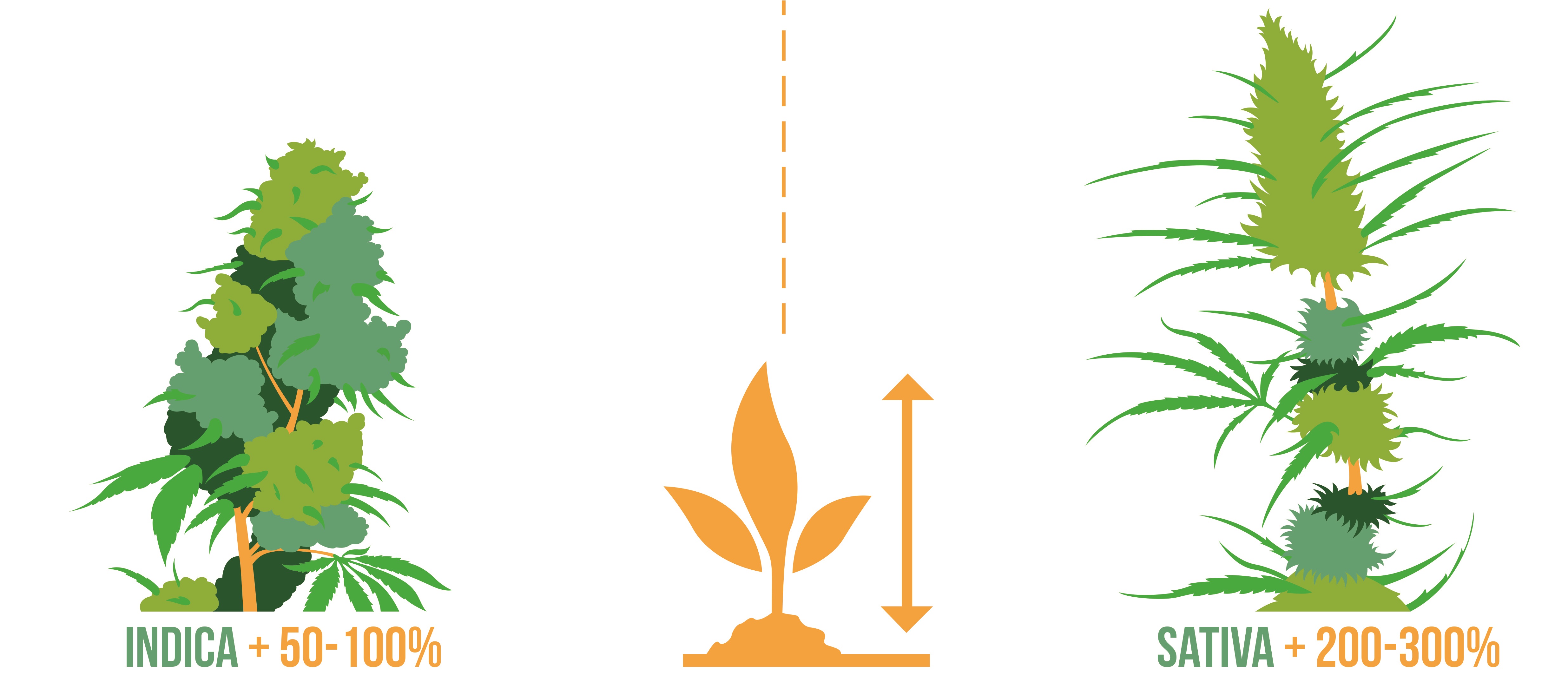 vanilla frosting strain indica or sativa