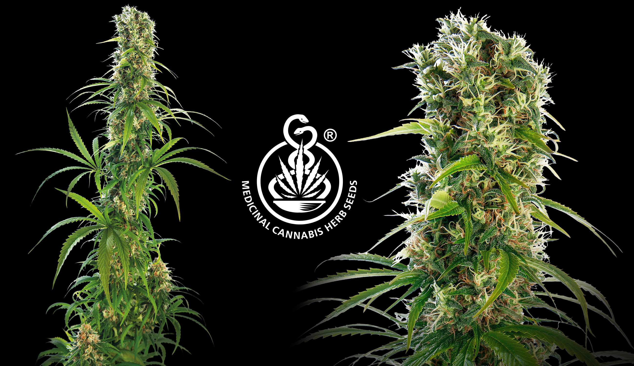 How to Choose a Medicinal Cannabis Strain? - Sensi Seeds