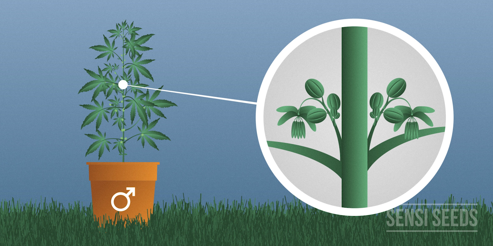 Sexing Marijuana Plants - How to see if your cannabis plant is ...