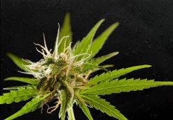 Herbale marihuana, de gouden standaard voor medicinale cannabis - Sebastián Marincolo 2013