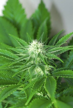 Shiva_Skunk01