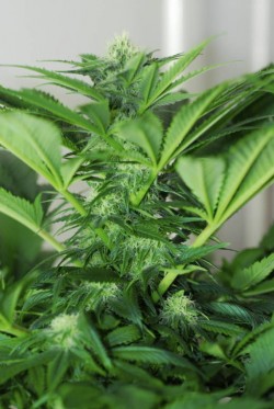 Shiva_Skunk02