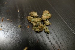 Gammel Gras Sensi Seeds blog