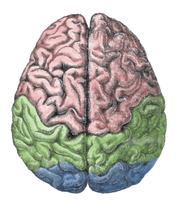 "De linker- en rechterhersenhelft. Anatomisch gezien zijn ze hetzelfde, maar toch verschillend, en er wordt nog steeds cognitief onderzoek verricht naar welke cognitieve functies door welke helft beheerst worden."