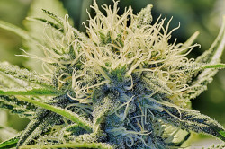 Opiates 3 - Sensi Seeds blog