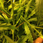 'Supercropping' wordt uitgevoerd in een later stadium van de vegetatieve groei