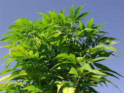 Cannabis en eetstoornissen 3 - Sensi Seeds blog