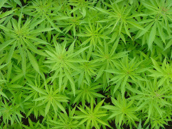 De overheid van Uruguay heeft eindelijk 2 bedrijven een licentie gegeven om cannabis te kweken die vanaf 2016 verkocht wordt in apotheken.
