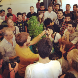 Een workshop over het kweken van cannabis voor persoonlijk gebruik.