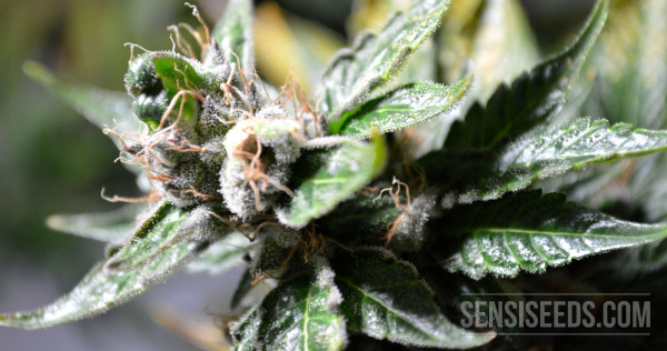 Sensi Seeds Blog