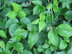 Trujący bluszcz, jedna z roślin wywołująca skórną reakcję alergiczną
